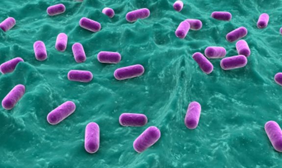 Probiotice şi Prebiotice